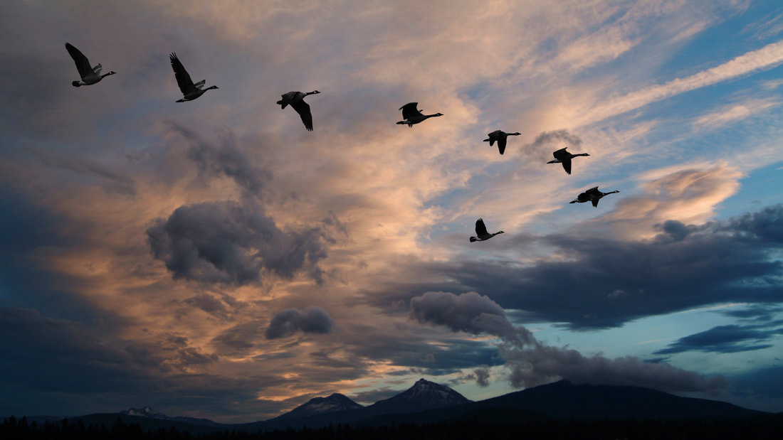 Eight birds flying in V formation. In the background, a striking blue sky with clouds, the light making them appear in shades of dark blue and light rose.